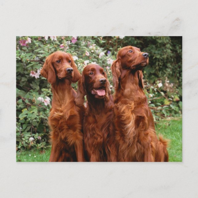 Carte Postale Chien (Devant)