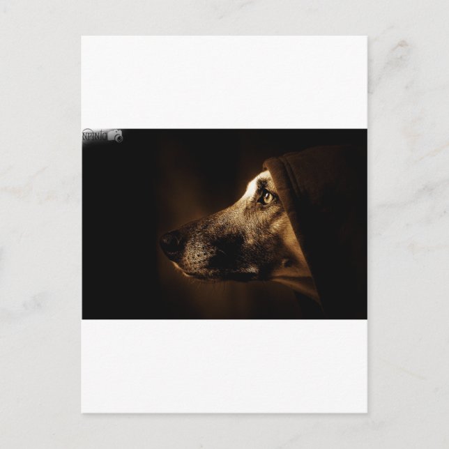 Carte Postale chien (Devant)