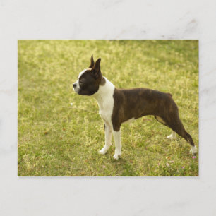 Carte Postale Chien