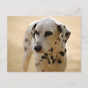 Carte Postale Chien