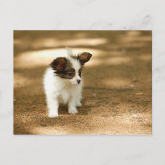 Carte Postale Chien