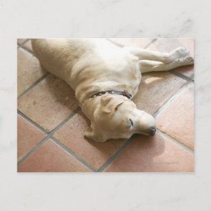 Carte Postale Chien 3