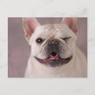 Carte Postale Chien à ailettes fou