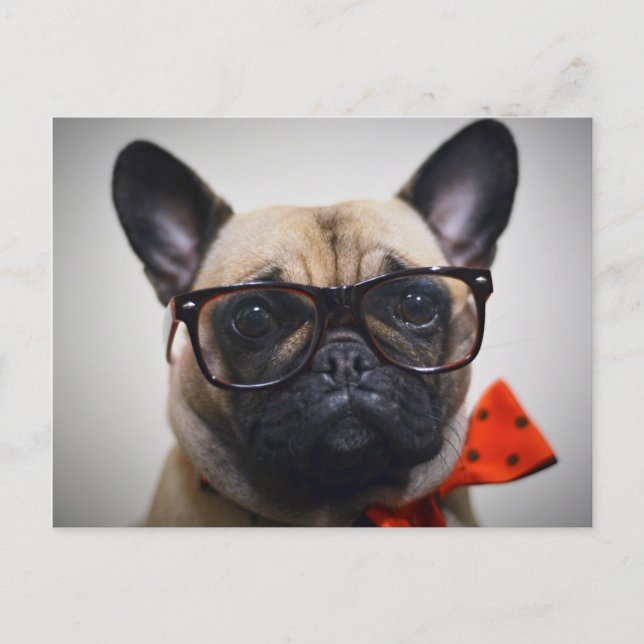 Carte Postale Chien À Balle Français Avec Lunettes Et Cravate À  (Devant)