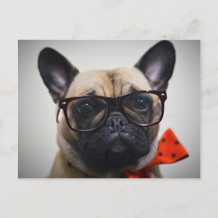 Carte Postale Chien À Balle Français Avec Lunettes Et Cravate À 