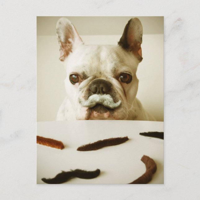 Carte Postale Chien À Balle Français Avec Moustache (Devant)