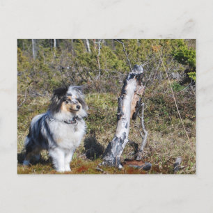 Carte Postale Chien à chiens de mouton bleu Merle Shetland