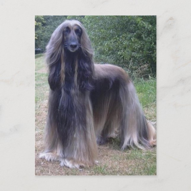 Carte Postale Chien à col afghan (Devant)