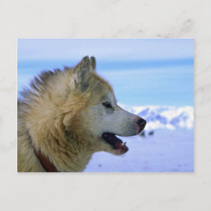 Carte Postale Chien à traîneau canadien Eskimo