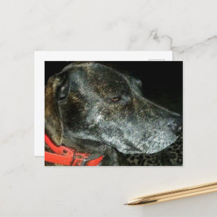 Carte Postale Chien adorable