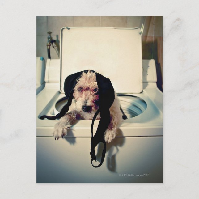 Carte Postale Chien aidant avec le lavage (Devant)
