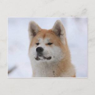 Carte Postale Chien Akita Inu Sérieux