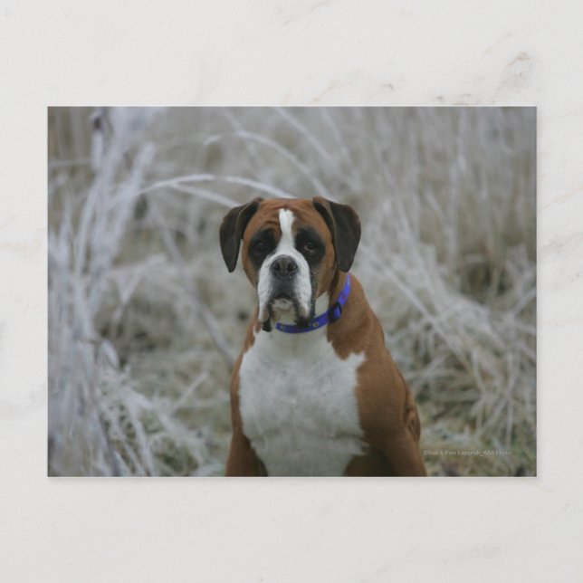 Carte Postale Chien assis dans le givre (Devant)