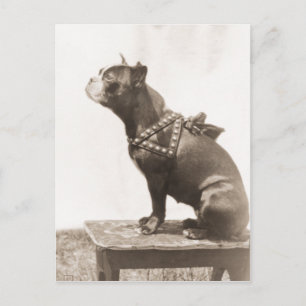 Carte Postale Chien Assis Pour Une Photo