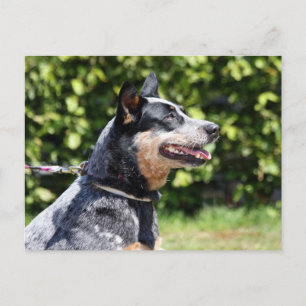 Carte Postale chien australien