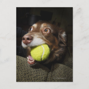 Carte Postale Chien avec balle de tennis