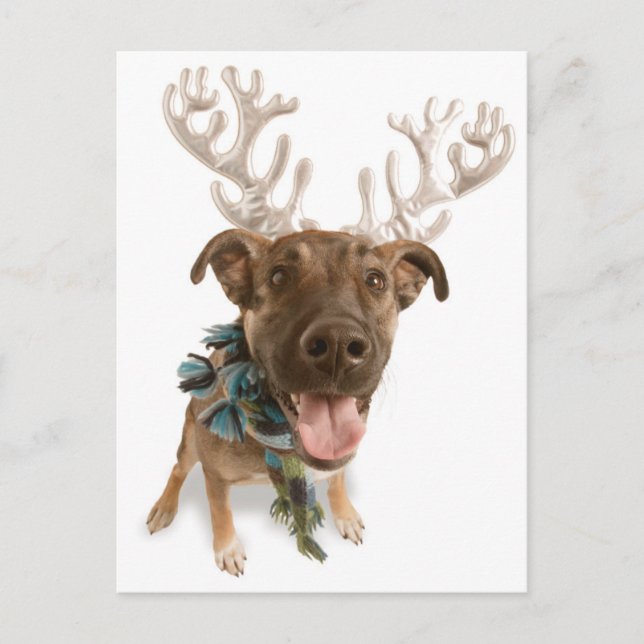 Carte Postale Chien avec bois (Devant)