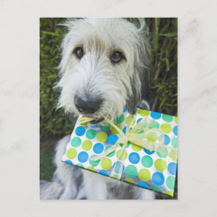 Carte Postale Chien avec cadeau dans la bouche