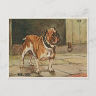 Carte Postale Chien Avec Chien Roux Dur