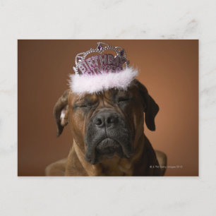 Carte Postale Chien avec couronne d'anniversaire sur la tête
