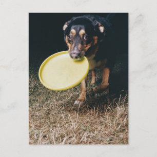 Carte Postale Chien avec frisbee dans la bouche
