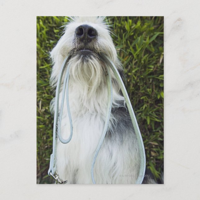 Carte Postale Chien avec laisse dans la bouche (Devant)