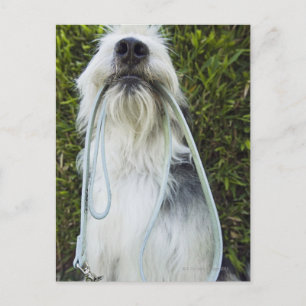 Carte Postale Chien avec laisse dans la bouche