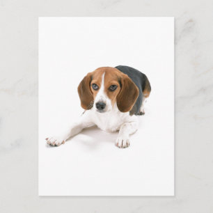 Carte postale Chien beagle
