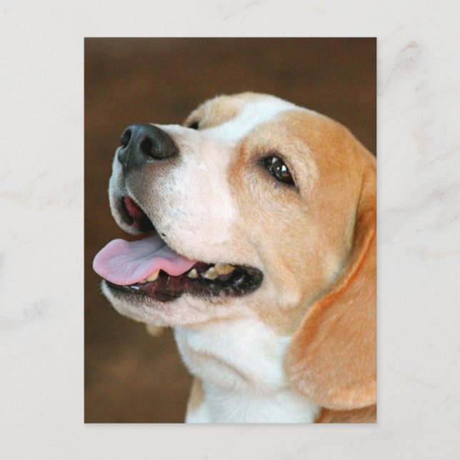 Carte Postale Chien beagle (Devant)