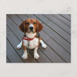 Carte Postale Chien Beagle Cutest Jamais