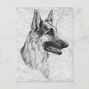 Carte Postale Chien berger allemand