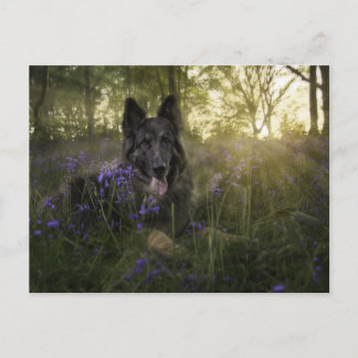 Carte Postale Chien berger allemand à l'épicerie