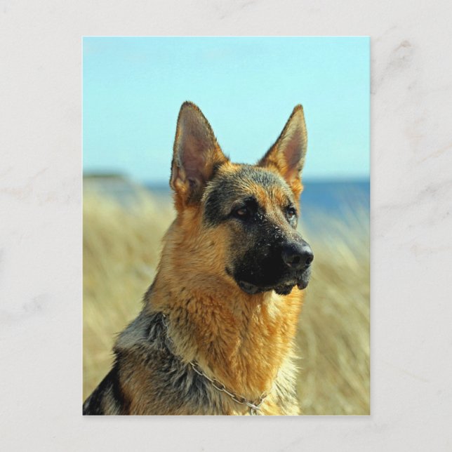 Carte Postale Chien berger allemand personnalisable (Devant)