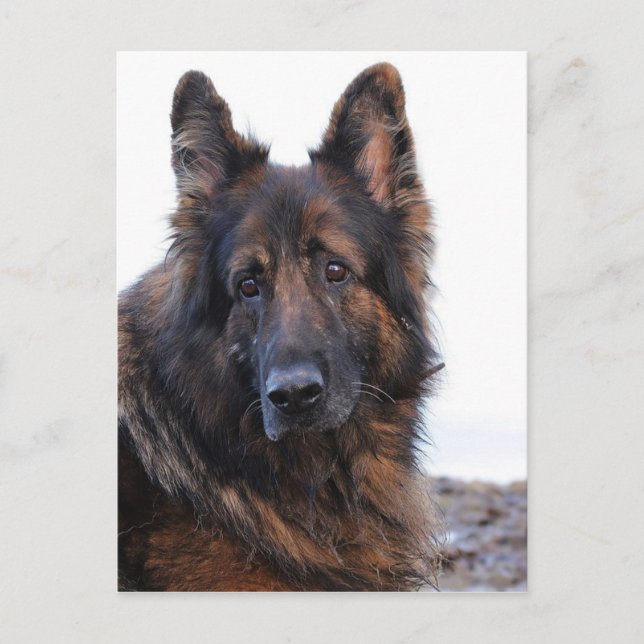 Carte Postale Chien berger allemand personnalisable (Devant)