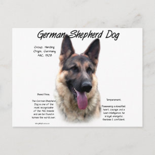 Carte Postale Chien berger allemand (sable) Histoire Conception