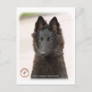 Carte Postale Chien berger belge 9R096D-022
