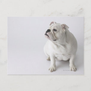 Carte Postale Chien blanc