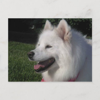 Carte Postale Chien blanc assez doux de Samoyed