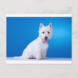 Carte Postale Chien blanc chiot de West Highland