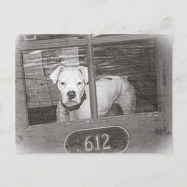 Carte Postale Chien blanc derrière la porte, noir et blanc (Devant)