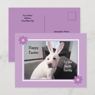 Carte Postale Chien blanc mignon portant des oreilles de lapin d