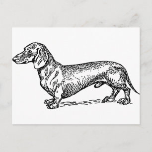 Carte Postale Chien blanc noir et blanc