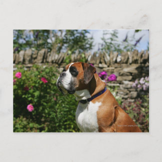 Carte Postale Chien Boxer dans les Fleurs