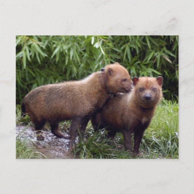 Carte Postale chien-buisson-b-1 (Devant)