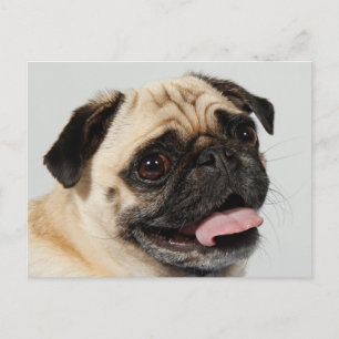 Carte Postale chien carlin