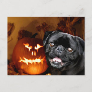 Carte Postale Chien Carlin d'Halloween