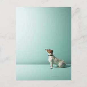 Carte Postale chien cherchant dans l'espace