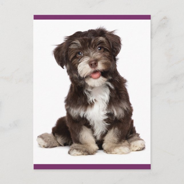 Carte postale Chien Chien Brown et Blanc Havanais (Devant)