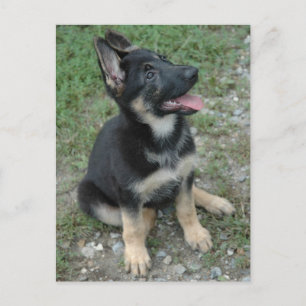 Carte Postale Chien Chien Chien Chien Allemand Chien Chien Chien