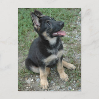 Carte Postale Chien Chien Chien Chien Allemand Chien Chien Chien